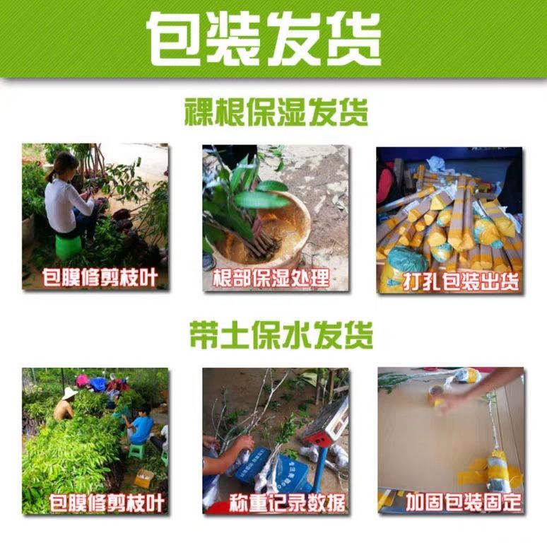 黑金刚莲雾苗 大叶红莲蓬树苗产量高适合南北方种植一棵包邮