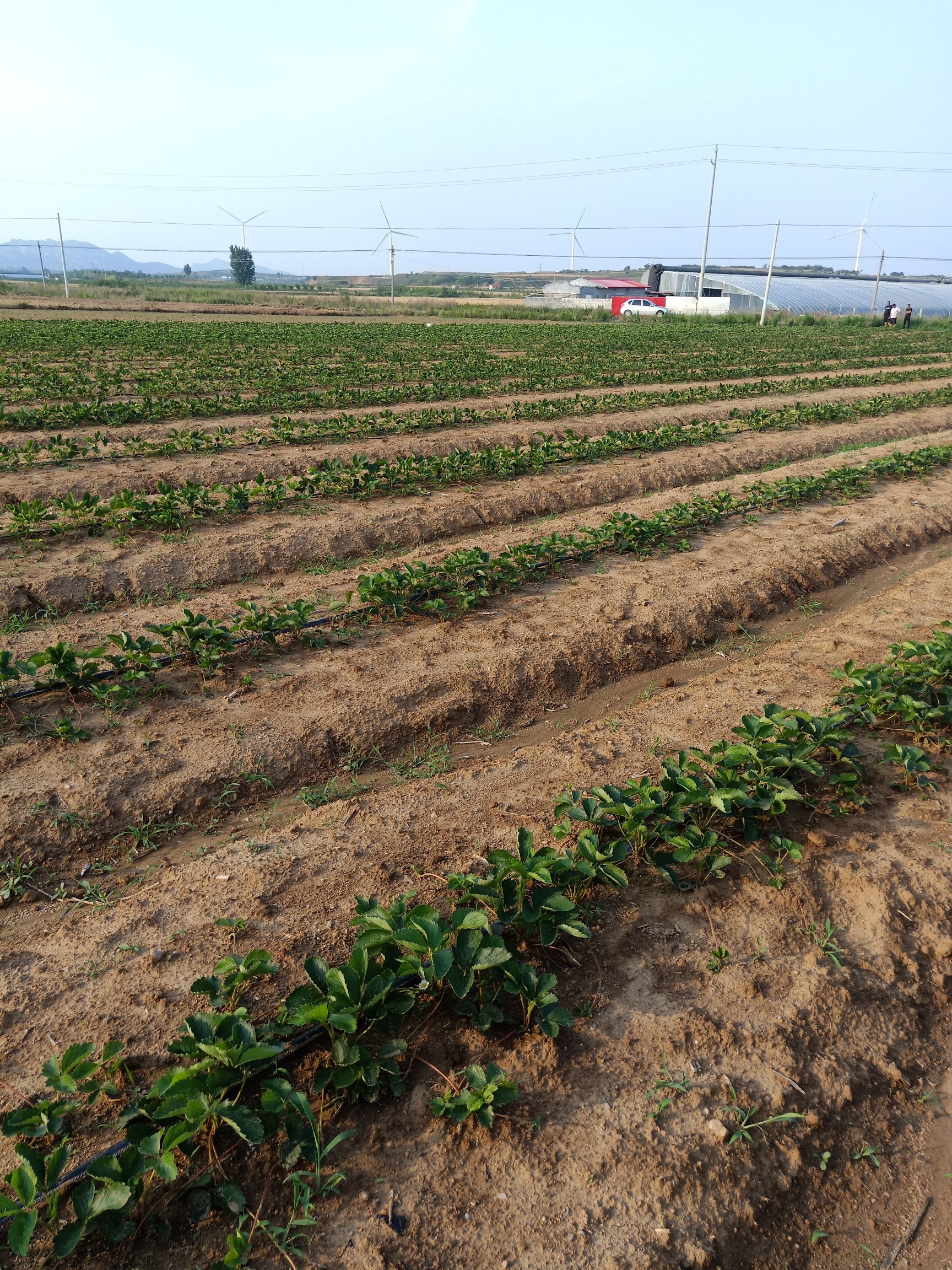  淡雪草莓苗基地 自产直销 签订合同 保证品种 放心苗