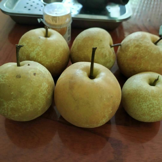 饶平县 大量供应早酥梨