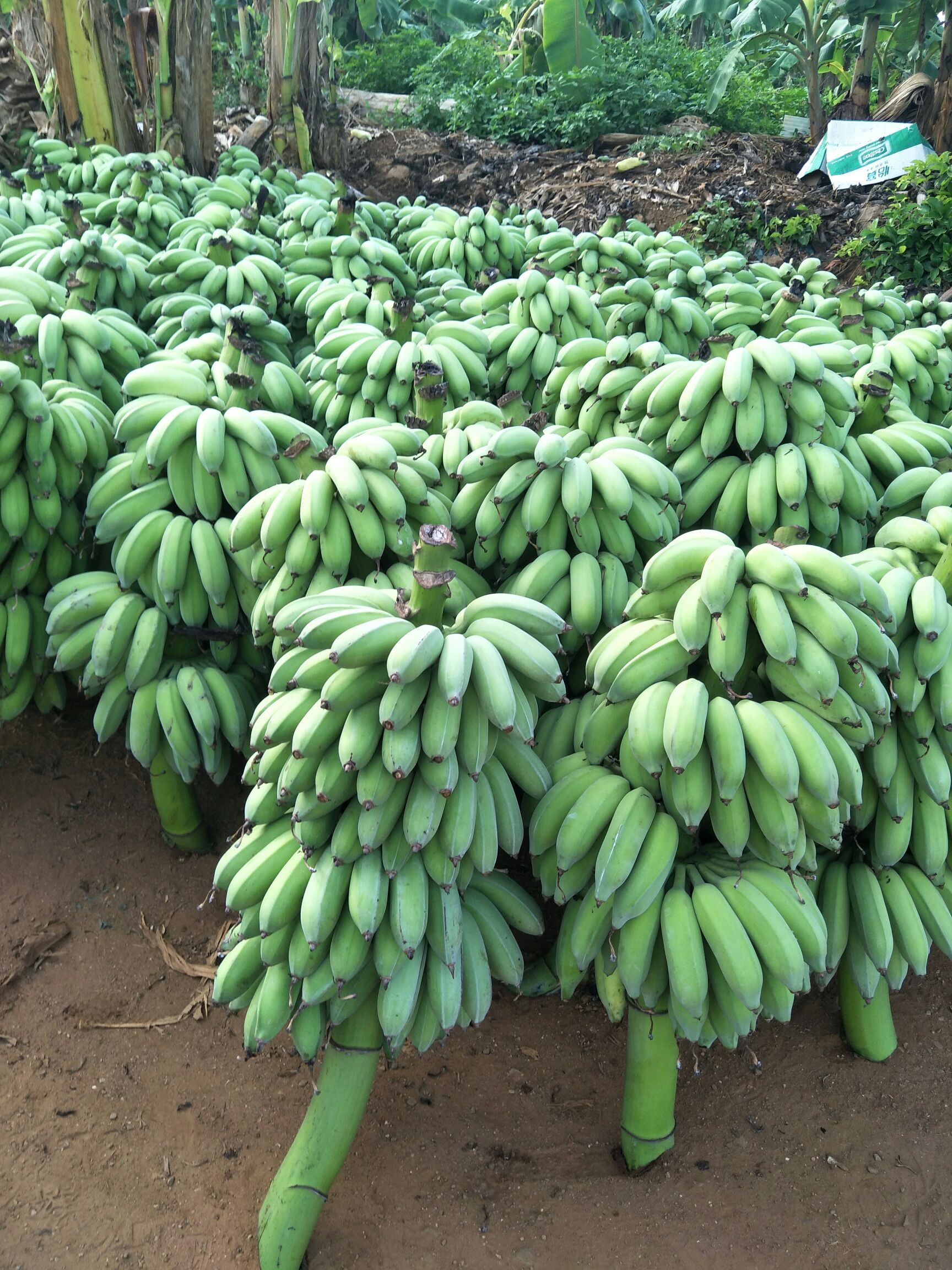 西贡蕉 八成熟