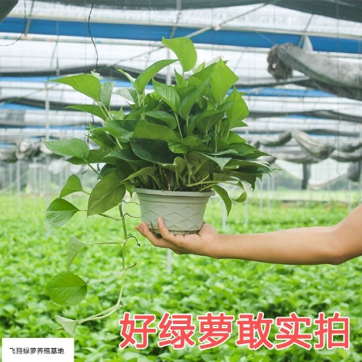 广州绿萝  180型号消灭甲醛好帮手 5盆起发