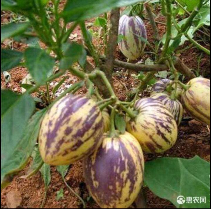 圆果 3 - 4两以上