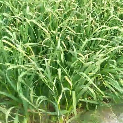 古浪县 红蒜蒜苗