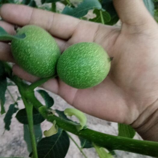 黄龙县 延安黄龙香玲核桃马上上市，欢迎各位老板采购