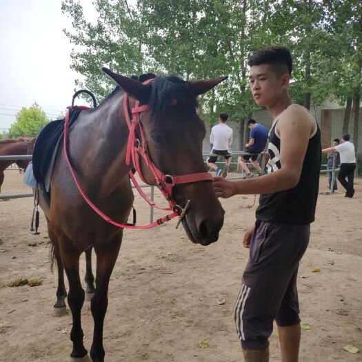 郓城县 75血马  半血马