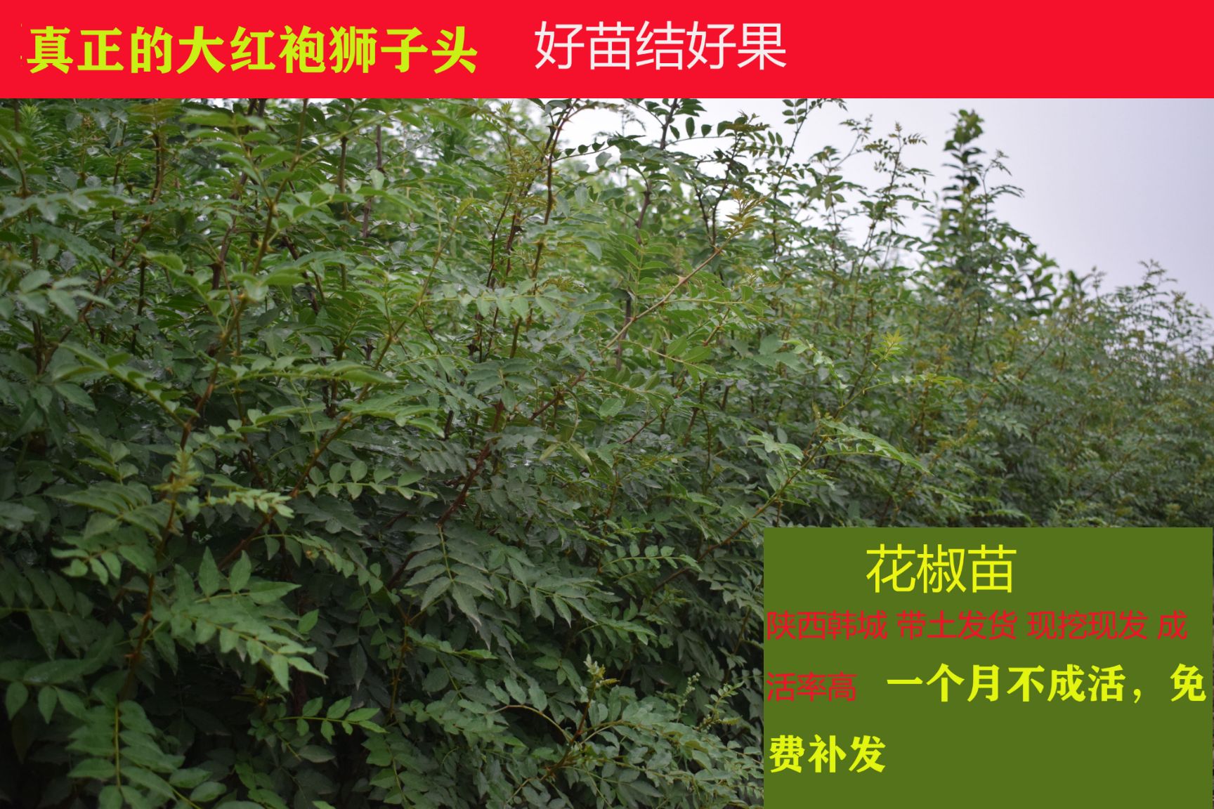 韩城市 花椒苗大红袍狮子头，耐寒耐旱，挂果早，产量高