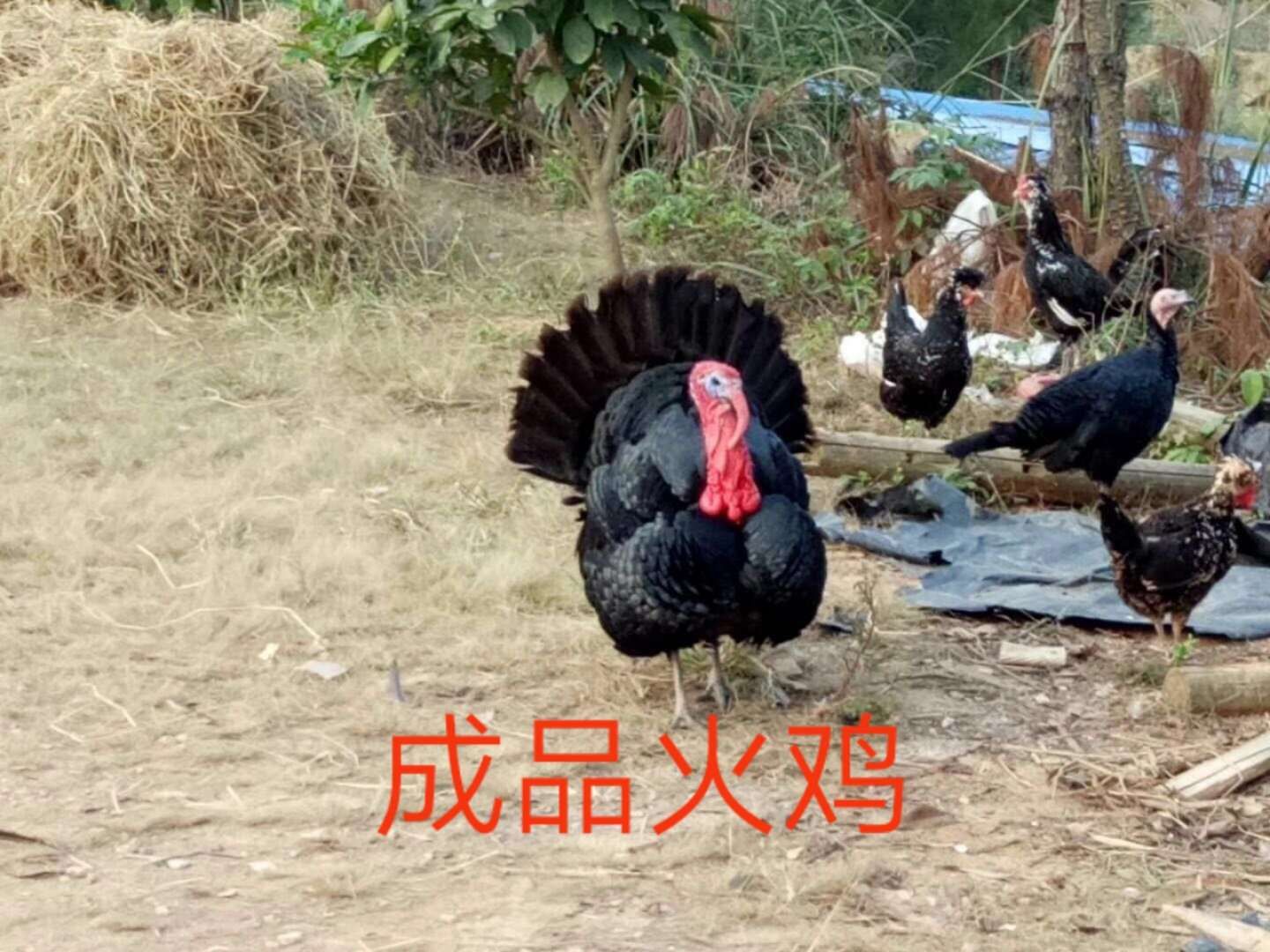  批发贝蒂娜火鸡苗青铜火鸡苗出壳苗保温养殖技术
