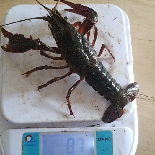 寻甸县 寻甸生态小龙虾养殖