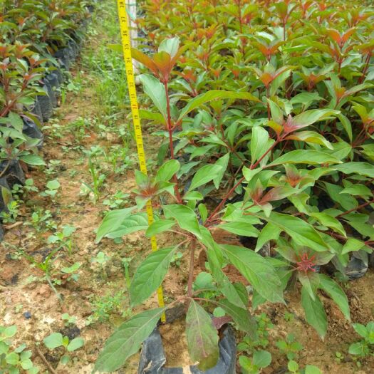 南宁希美丽种苗 茉莉花苗  希美丽7斤袋苗