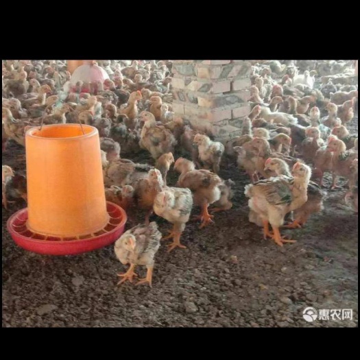 南宁K9鸡苗 K9