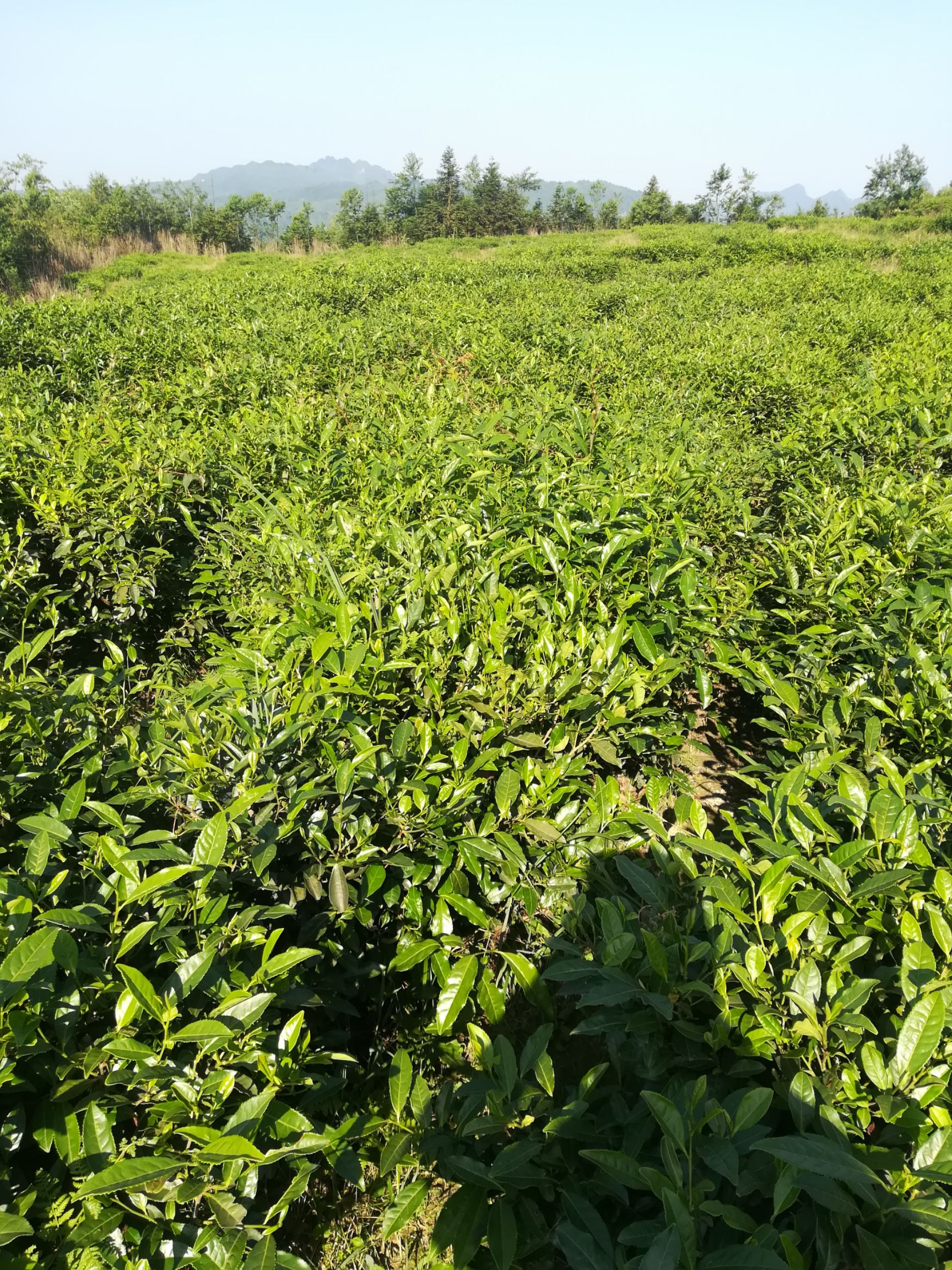 高山绿茶 来至海拔1800米的高山生态有机茶，喝的是健康。