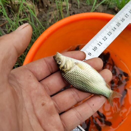 安顺 鲤鱼苗基地直供