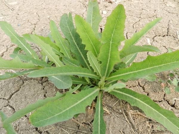 科右中旗 内蒙古野生苦菜