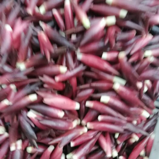 荥经县 天然， 无公害粗纤维蔬菜洋火姜1
