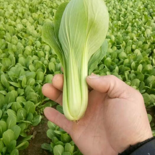 曹县北方小油菜 1~2两
