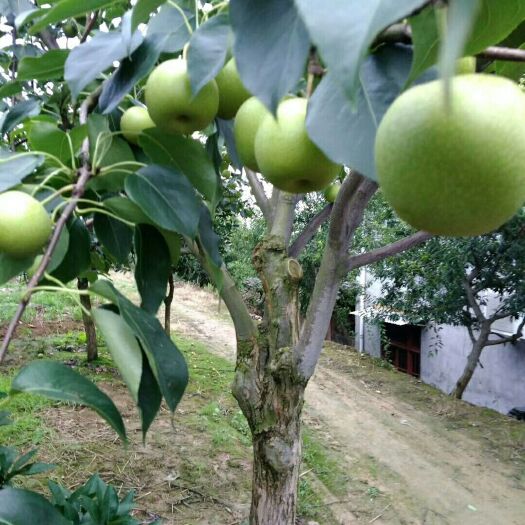  脆冠梨，皇冠梨在五月底上市