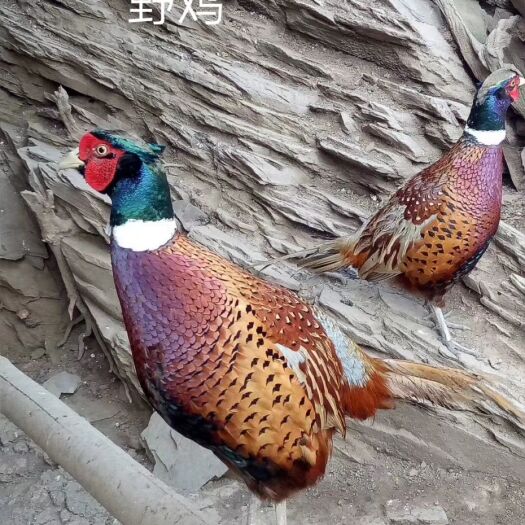衡阳山鸡苗