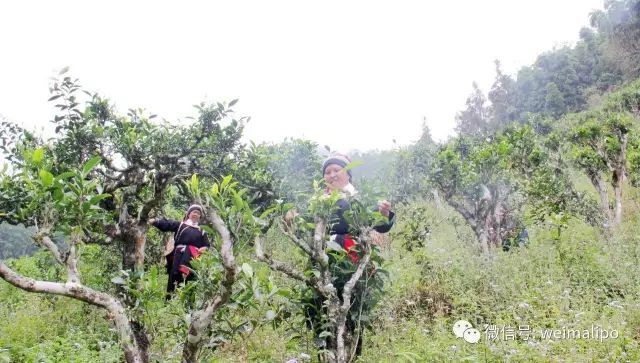 昆明古树红茶 百年老山古树茶