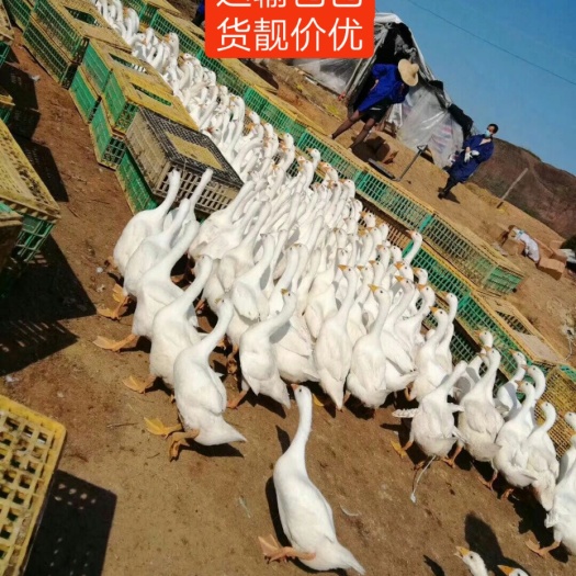 优质白鹅苗  ，发货速度，安全！无假企业，出壳打好疫苗