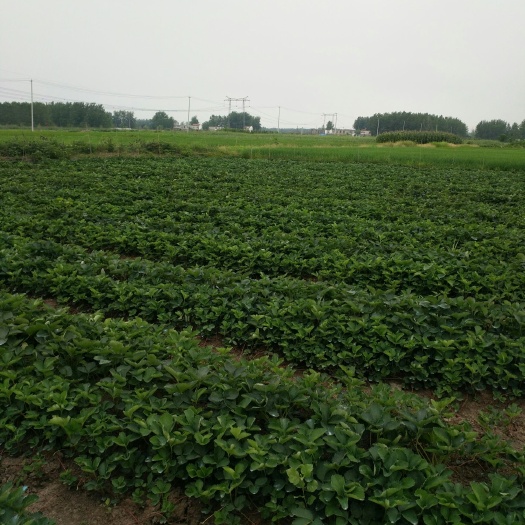 长丰县红颜草莓苗 10~20公分 地栽苗
