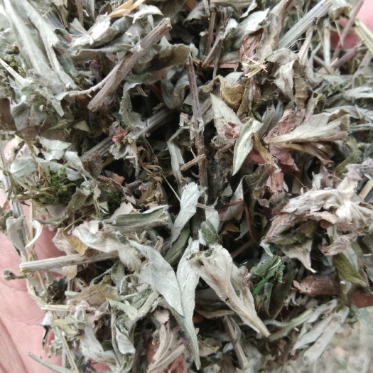 安丘市蕲艾 艾草，现有10吨