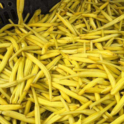商丘小黄花菜 开代即可食用，可供1斤包到2O斤包装