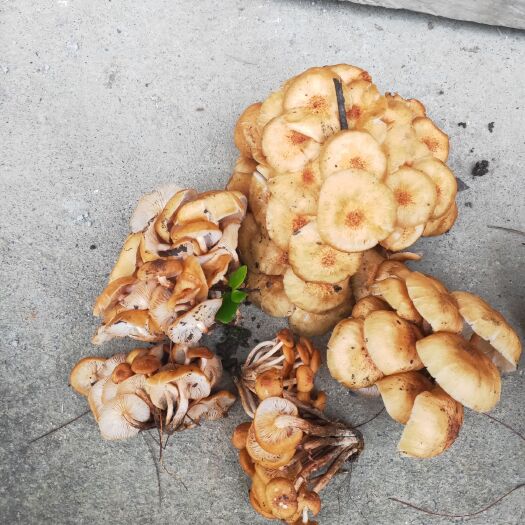 紫阳县 野生茶树菇