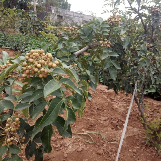 宜阳县 大红花椒，鲜花椒