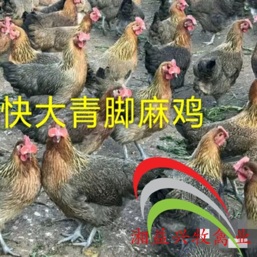 广州青脚麻鸡苗  新广大种青脚麻鸡