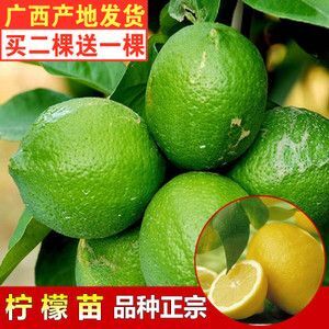 灵山县 无核香水柠檬苗尤力克柠檬无核青柠檬苗当年结果四季开花结