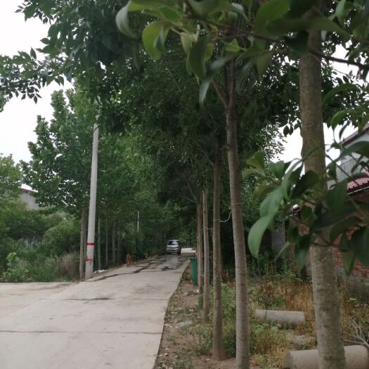  胸径十公分白蜡处理