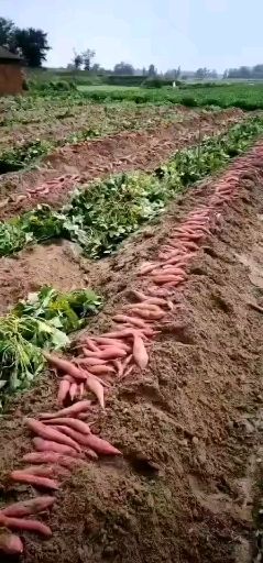 六鳌蜜薯 大量供应 支持一件代发
匠心打造新型农业