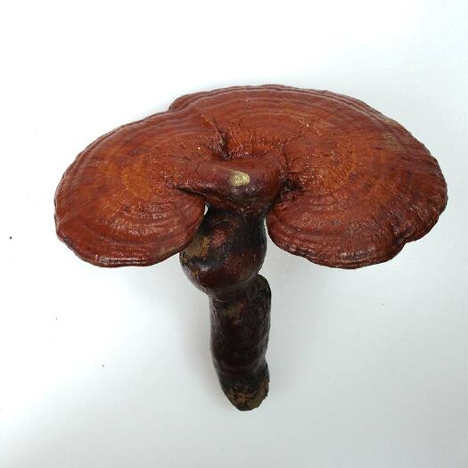 靖宇县 长白山灵芝赤灵芝林下种植半灵芝产地直发