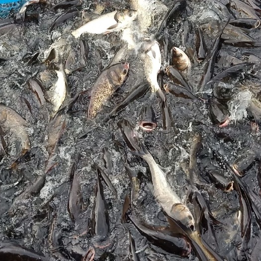 尼罗罗非鱼 需要速度。