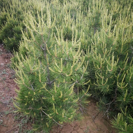 绛县山西白皮松  白皮松，1米到5米