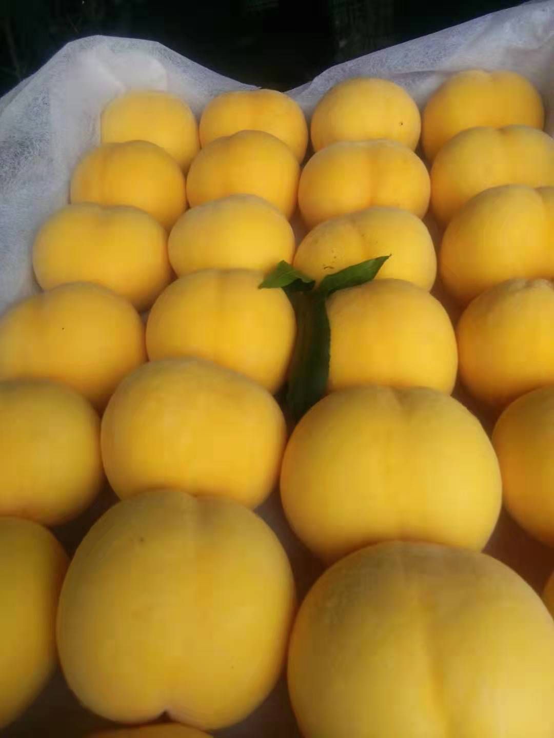 黄金黄桃 现摘现发，五斤包邮，价格实惠，欢迎来买