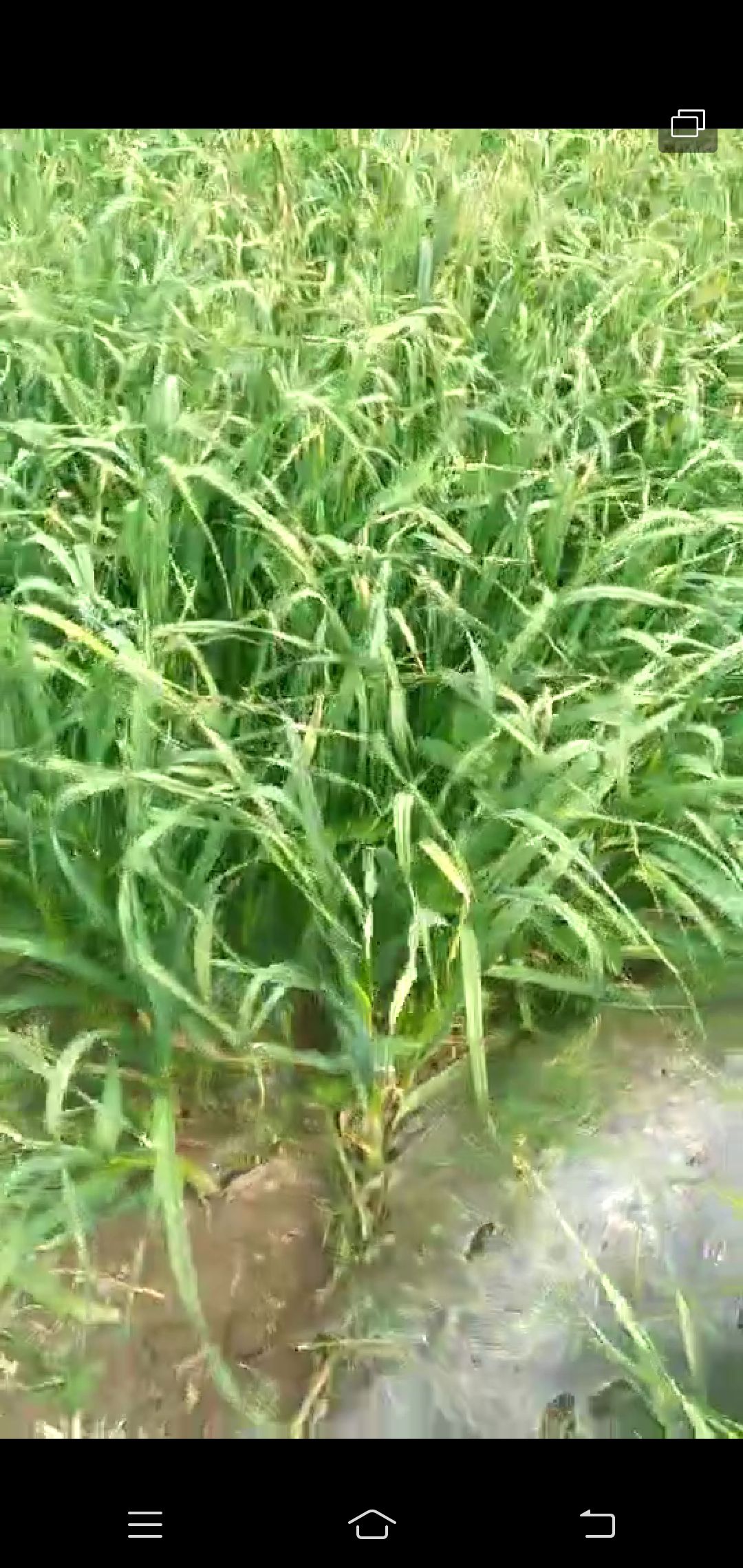 紫皮大蒜苗 40 - 45cm