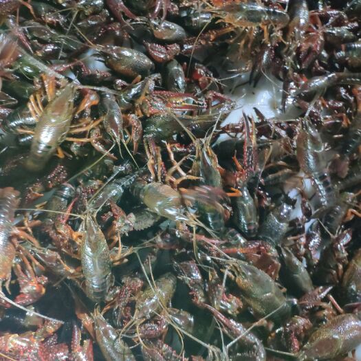 潜江市潜江小龙虾 湖虾品质好价格优美，欢迎来购买