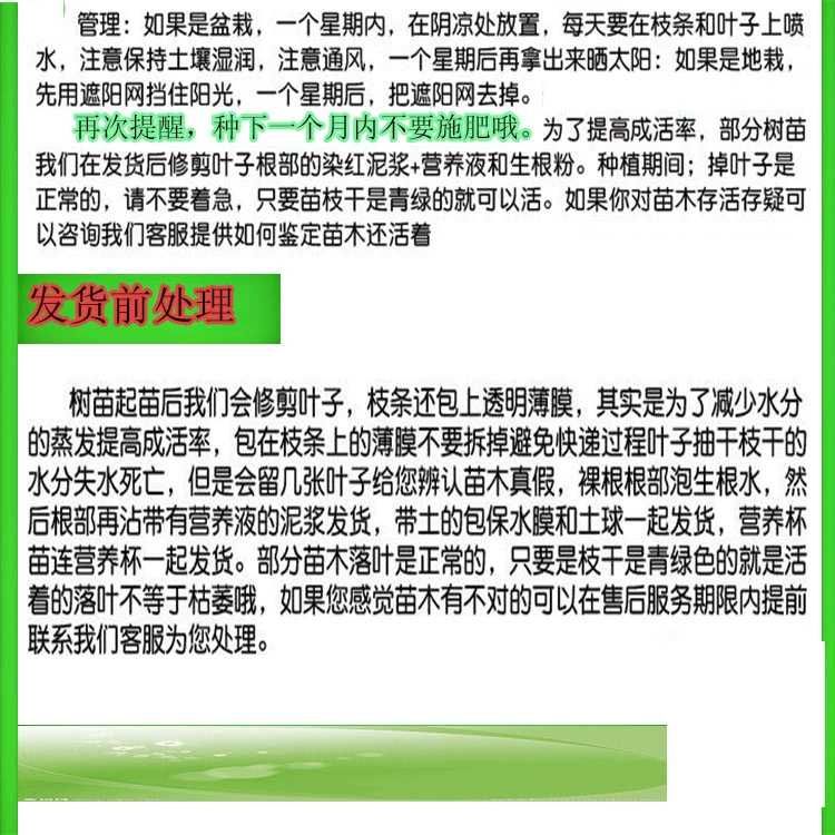 黑金刚莲雾苗 大叶红莲蓬树苗产量高适合南北方种植一棵包邮