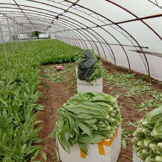 油麦菜种子 芽率高，基本无变异株，菜型及整齐度好，耐抽苔