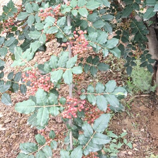 积石山县 临夏积石山花椒是甘肃省临夏州积石山的特产。