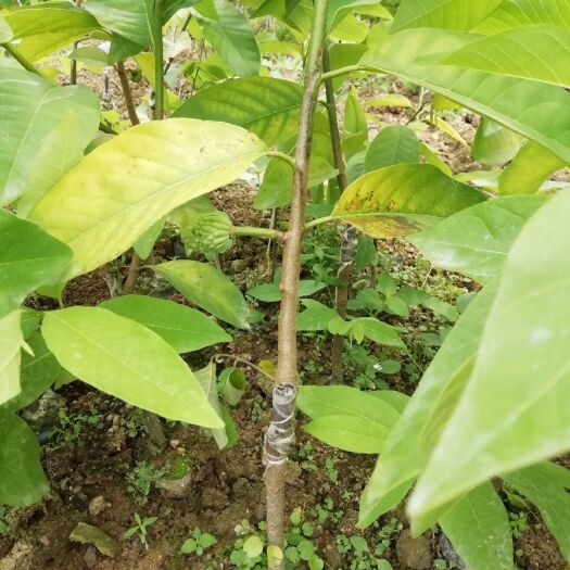 普宁市 小营养杯的释迦果苗，小小的果树就结果，一年能开两次花和结果。