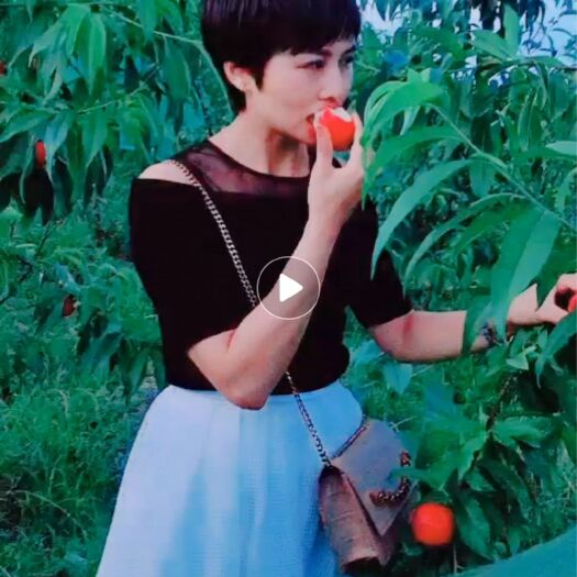 巴中红叶桃苗 树苗需在10月底供货，现在不能栽树