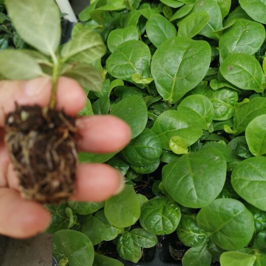广州琴叶榕盆栽  大叶琴叶榕穴盘苗花卉种苗