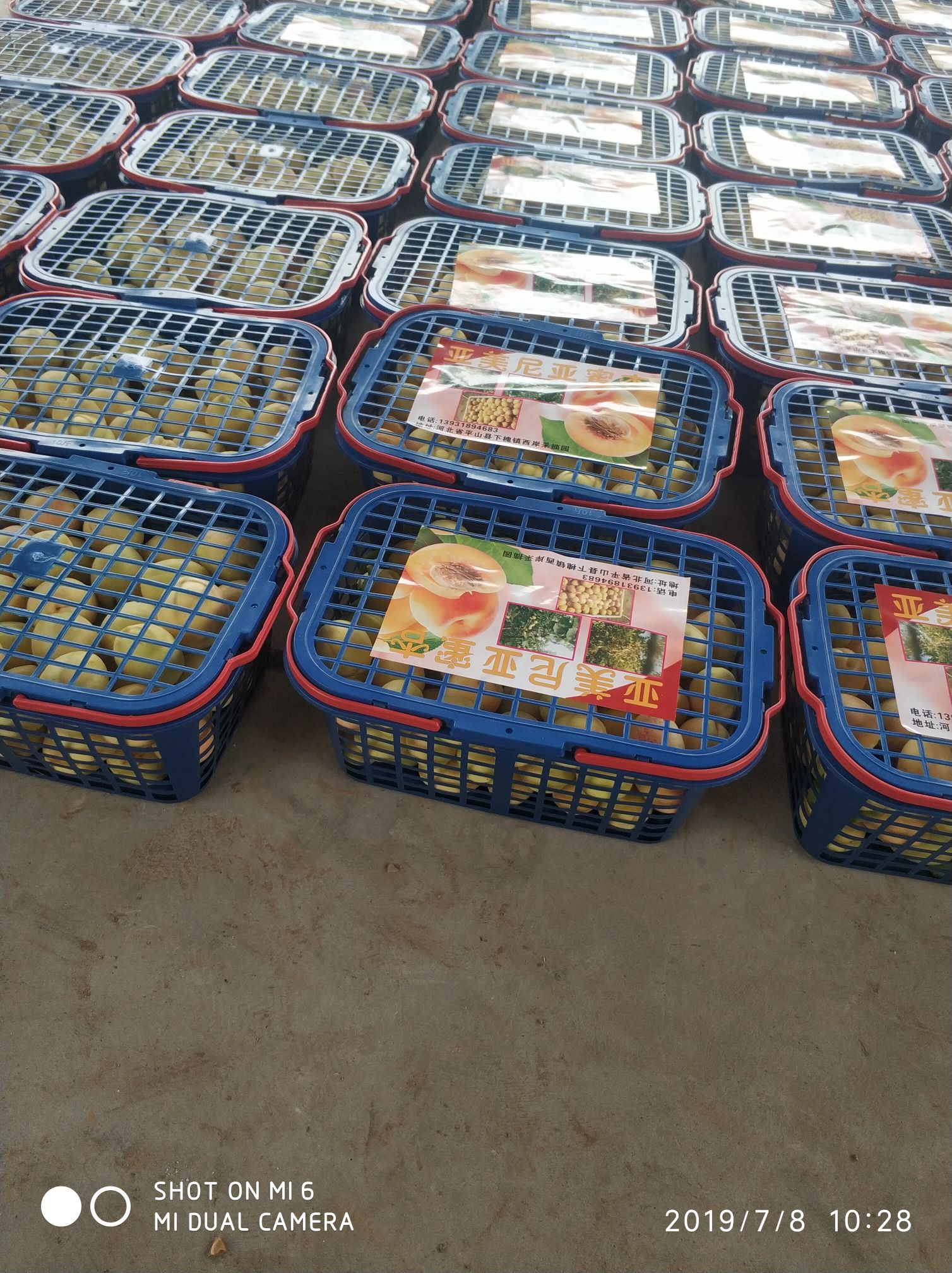 串枝红杏 45mm以上