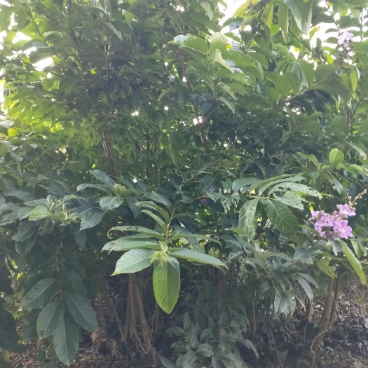 灵山县四季菠萝蜜苗