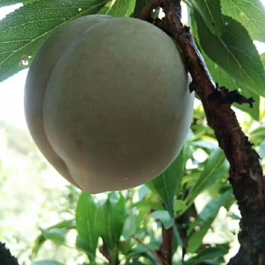 开阳县桃形李 桃型李即将成熟，欢迎新老朋友的光顾