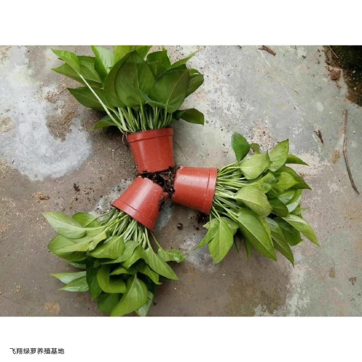 广州绿萝 110型号 8盆起发