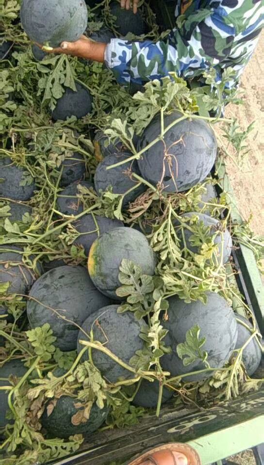  无籽西瓜现以大量上市