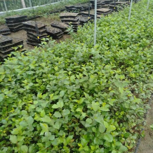 泰安吉塞拉樱桃苗 大樱桃扦插苗吉赛拉6号、12号，保纯，数量有限了，速订够。